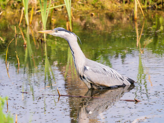 Grey Heron Fishing