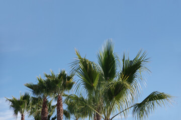 Fototapeta na wymiar California Fan Palm Trees under Blue Sky