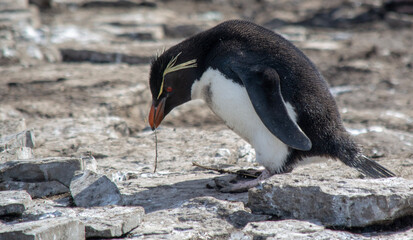 Naklejka premium penguin on the rocks