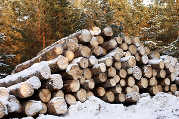 The trunks of felled trees lie with each other sprinkled with snow. Sawmill, storage of firewood, harvesting for the winter
