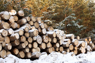 The trunks of felled trees lie with each other sprinkled with snow. Sawmill, storage of firewood, harvesting for the winter