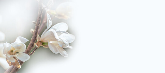 Banner, panorama for wedding, valentine, beauty them, blooming magnolia, white flowers, light background