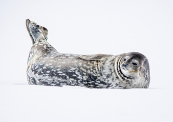 weddle seal 