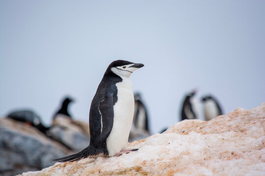 chinstrap penguin on rock