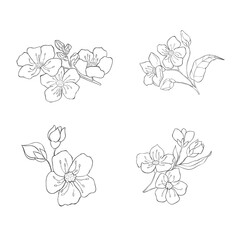 Hand drawn Cherry Branches. Sakura Blossom Elements. Vector.