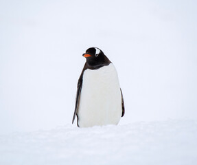 penguin in polar regions