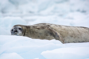 seal in snow