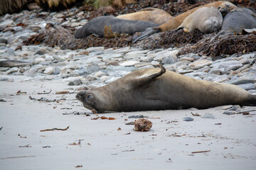 island seals