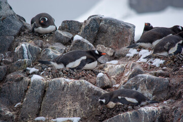 penguin in polar regions