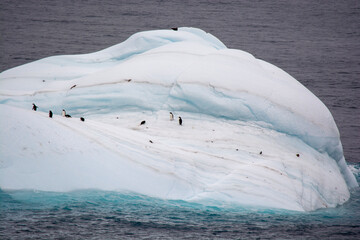 ipenguins on ceberg in polar regions