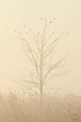 Ptaki we mgle