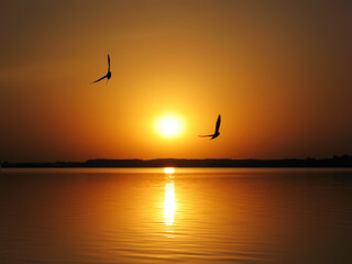 two flying seagulls against the background of the sunset on the sea on a hot summer evening