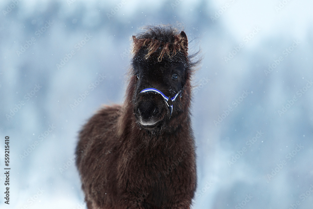 Wall mural Little shetland pony foal in winter