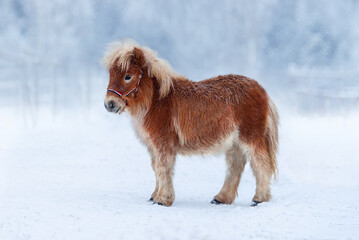 Little shetland pony foal in winter