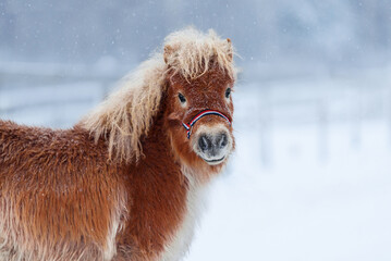 Little fluffy shetland pony foal in winter