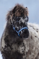 Little appaloosa pony foal in winter