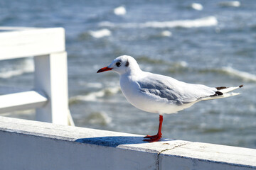 A snow-white small black-headed European gull stands sideways on the wooden white railing of the pier.