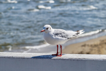 A snow-white small black-headed European gull stands sideways on the wooden white railing of the pier.