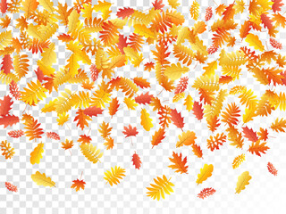 Oak, maple, wild ash rowan leaves vector, autumn foliage on transparent background.