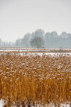 Winter landscape around Czerwieńsk village in Poland / Zimowy krajobraz na okolice miejscowości Czerwieńsk w Polsce