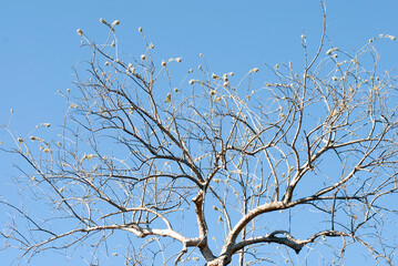 Flora of the mount of southern Guerrero, Mexico