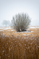 Winter landscape around Czerwieńsk village in Poland / Zimowy krajobraz na okolice miejscowości Czerwieńsk w Polsce