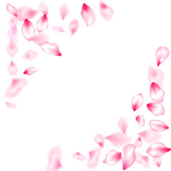 Spring blossom isolated petals flying