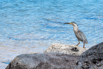 Striated Heron, butorides striata, Tombeau Bay, Mauritius