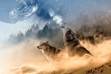 Aesthetic howling wolf © Amir