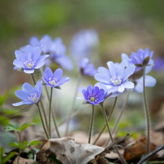 Primroses in the forest. Beautiful snowdrops growing in the meadow. Wildflowers. The beginning of spring, thaw.