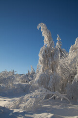 snow covered trees