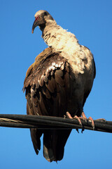Hadeda Ibis looking annoyed
