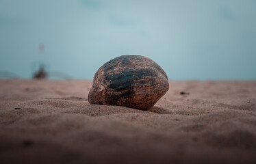 Brown coconut on the sand on the beach with blue sky in the background