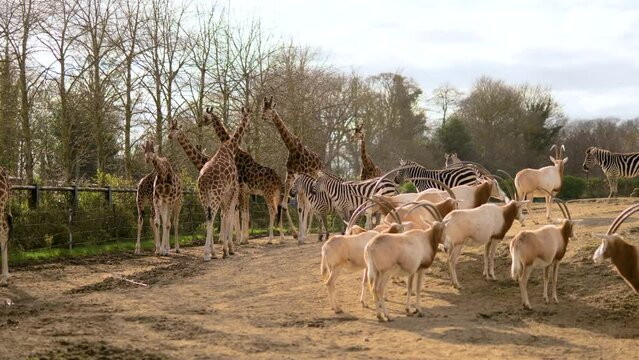 Safari Animals, Giraffe, Zebras and Goats