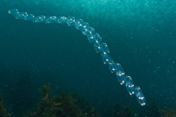 Salp, New Zealand
