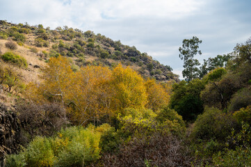 The Yehudiya Forest Reserve is a nature reserve in the central Golan Heights.