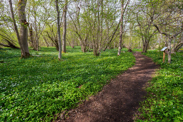 Pathway in a lush grove along the nature trail at the Ramsholmen nature reserve in Åland Islands, Finland, on a sunny day in spring.