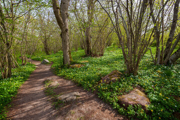Pathway in a lush grove along the nature trail at the Ramsholmen nature reserve in Åland Islands, Finland, on a sunny day in spring.