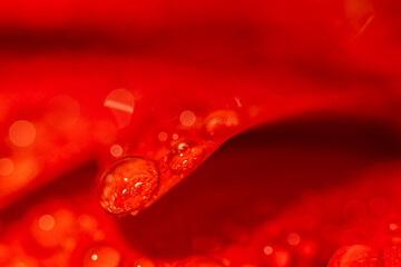 Gerbera petals covered with water droplets macro close up shot