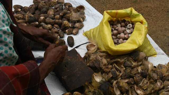 An old woman peeling out the husks of dry Areca nuts as a domestic industry
