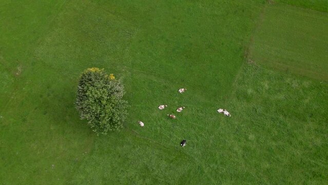 4k drone footage of cows resting in a field