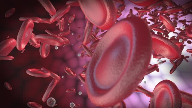 Red blood cells move inside an artery. 3D animation of round erythrocytes and white particles in blood plasma.