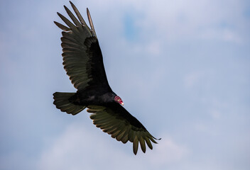 Turkey vulture or Cathartes aura flying in the sky of Guatemala