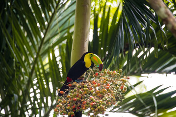 Keel-billed toucan or ramphastos sulfuratus in a tree