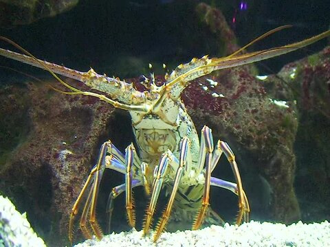 Achelata bilder – Bläddra bland 99 stockfoton, vektorer och videor ...