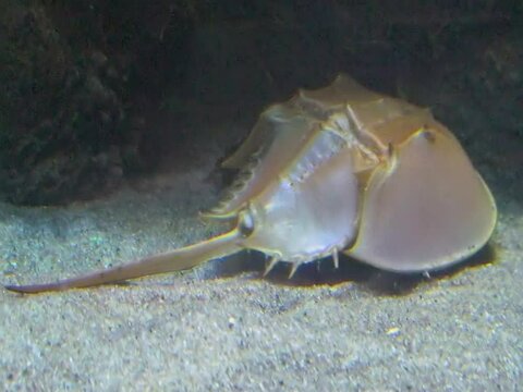 Xiphosura, Atlantic horseshoe crab (Limulus polyphemus)