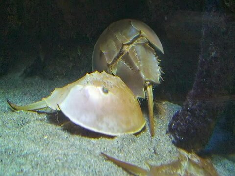 Xiphosura, Atlantic horseshoe crab (Limulus polyphemus)