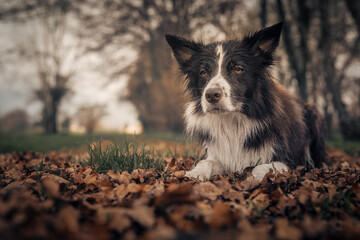 cane Bordercollie in posa in un bosco autunnale
