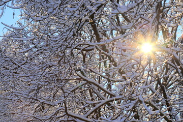 Winter forest landscape background The rays of sun break through snow covered tree branches in winter in forest, background
