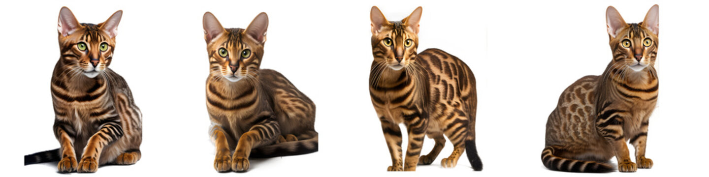 Toyger Cat Sitting, Laying Down, Standing, Looking At And Away From Camera, Isolated White Background, Generative Ai